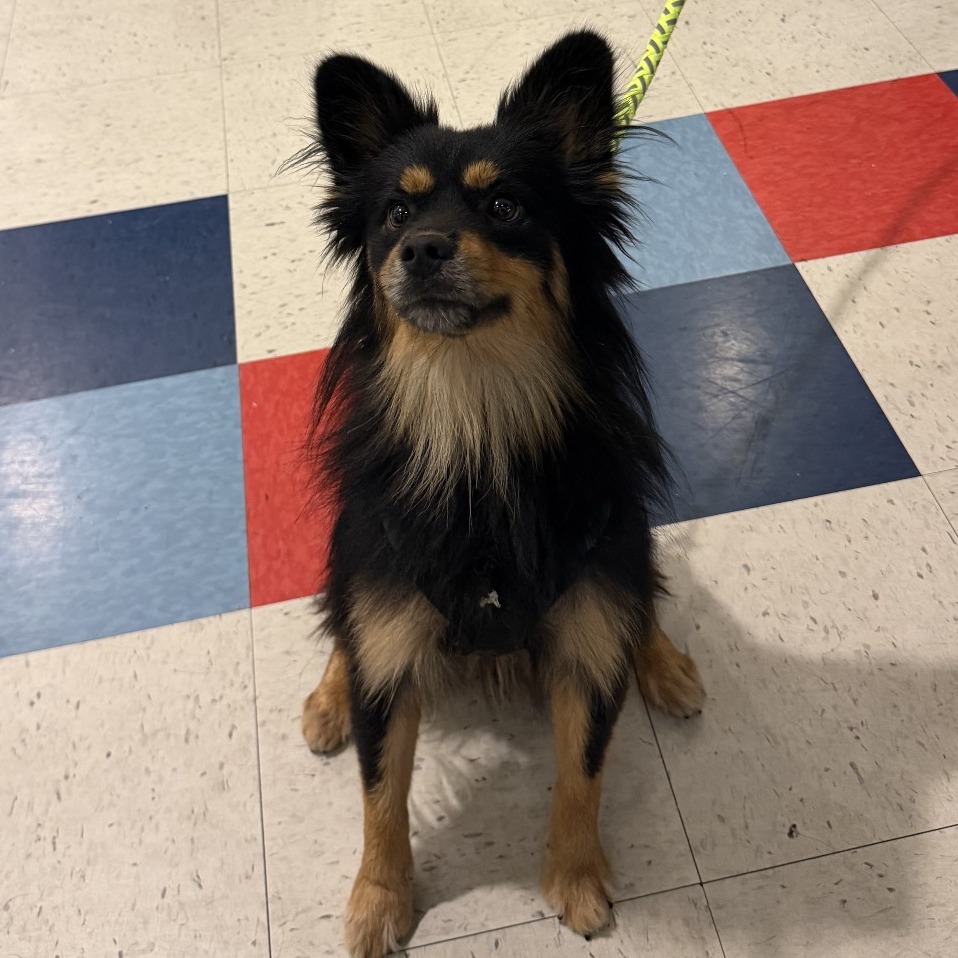 BEAR(POOH-BEAR) - Collie, Border / Mixed Breed (Medium) available for adoption