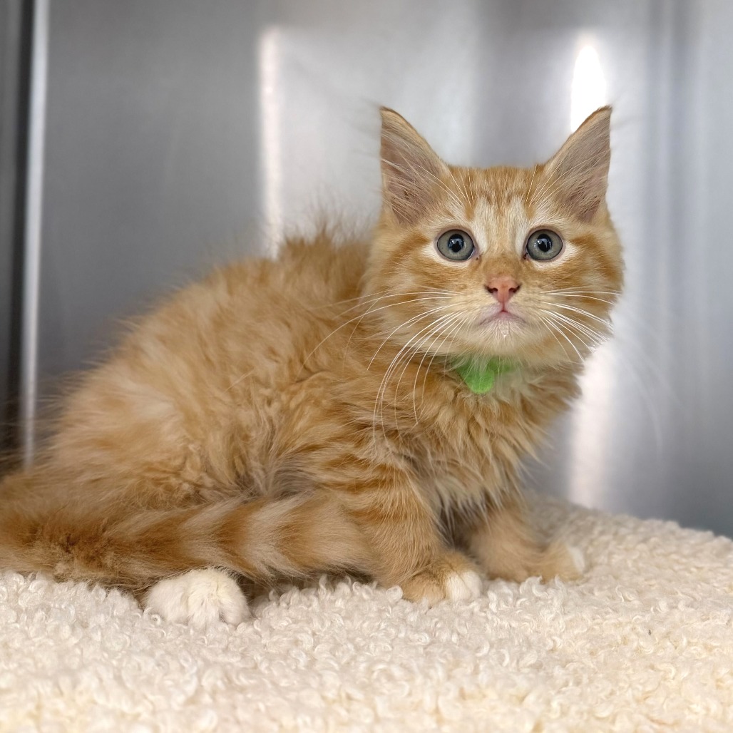 CLOVE - Domestic Medium Hair available for adoption