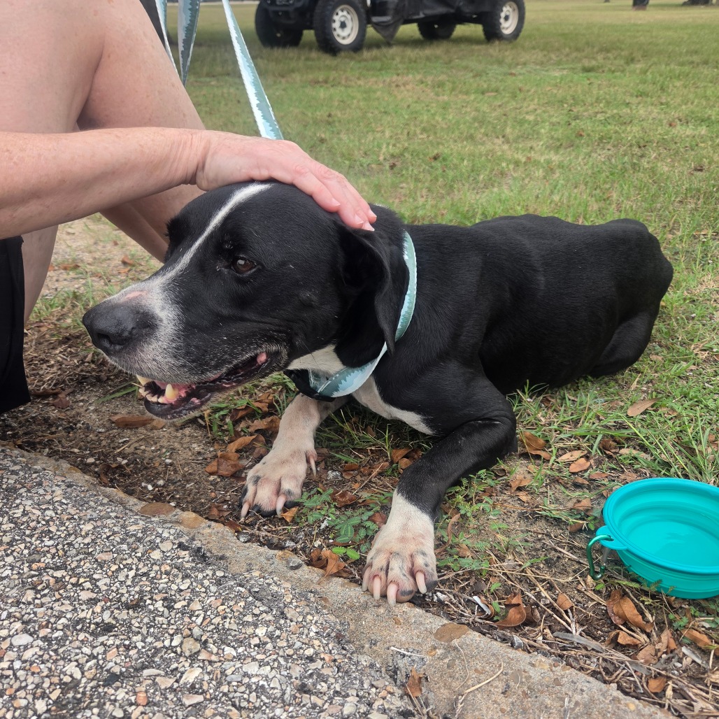 BAXTER - Mixed Breed (Medium) / Mixed Breed (Medium) available for adoption