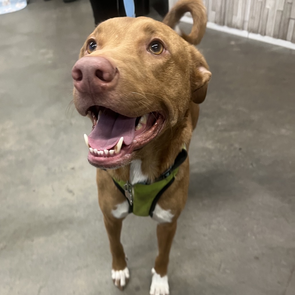 Ozzi — thumbnail 3