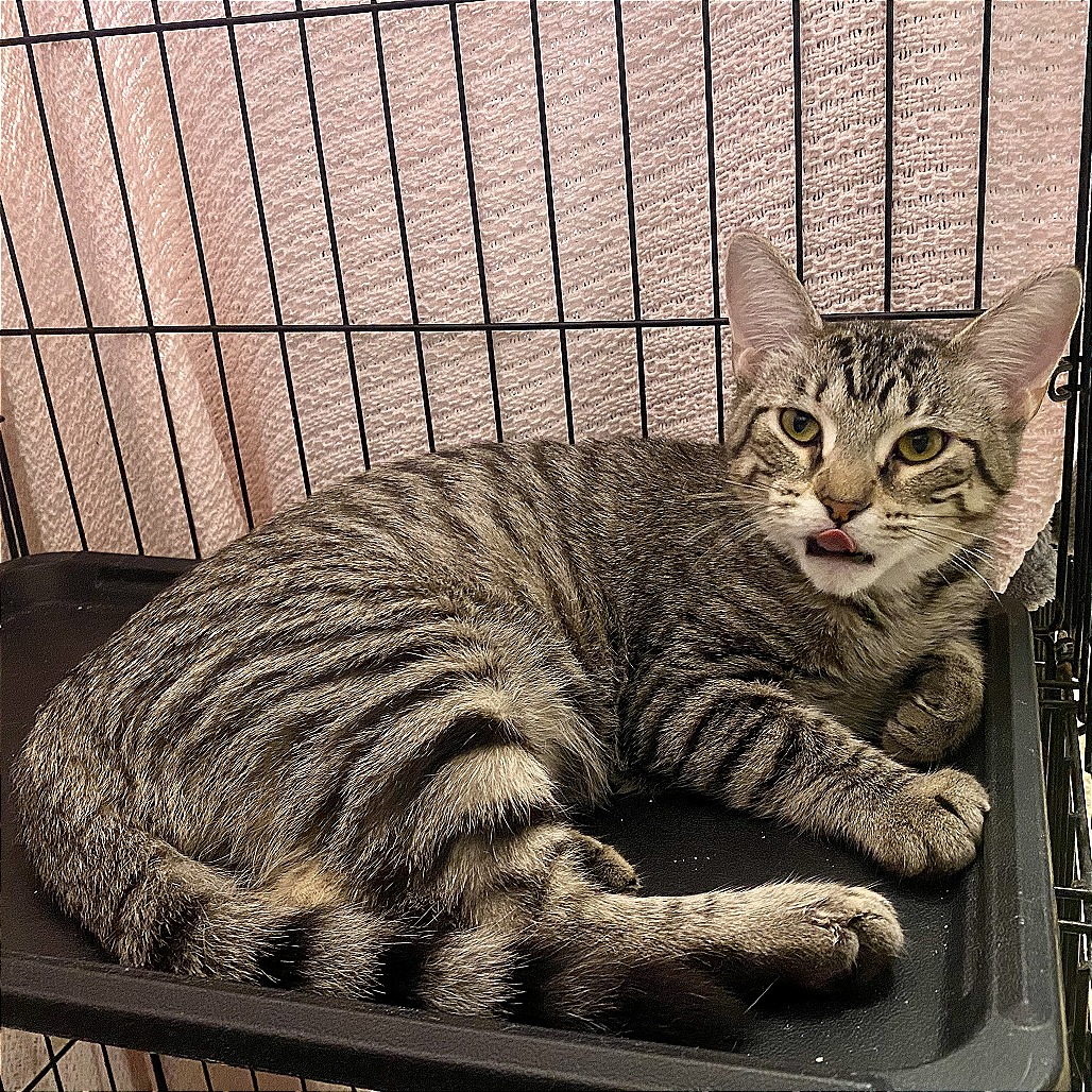 Bach: Male 6 Domestic Shorthair