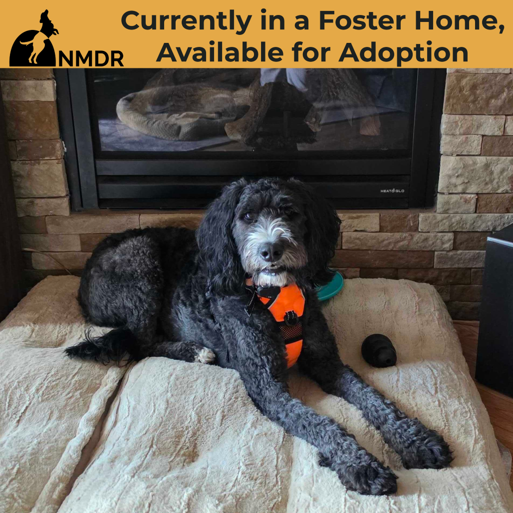 NOVA (D24-405) - Bernese Mountain Dog / Poodle, Standard available for adoption