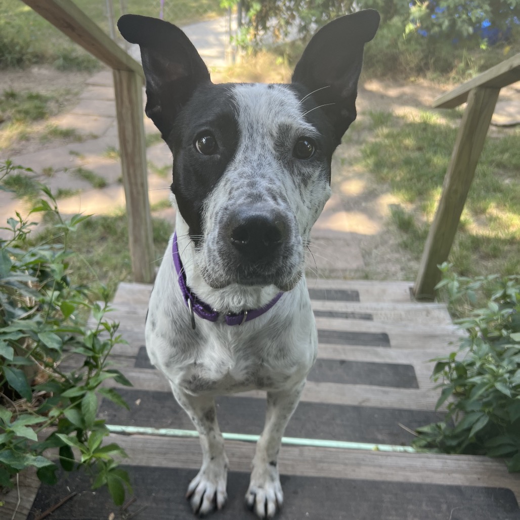 Speckles, photo 16