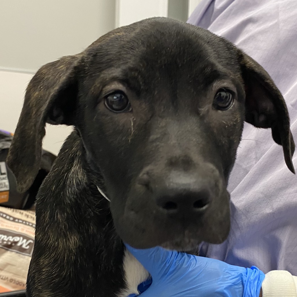 Lenore — thumbnail 2