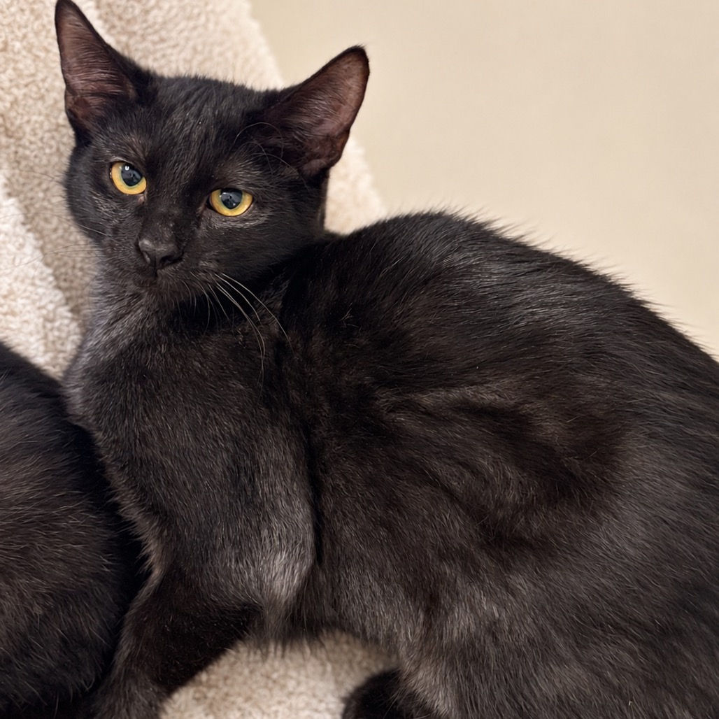 FRITZ - Domestic Shorthair available for adoption