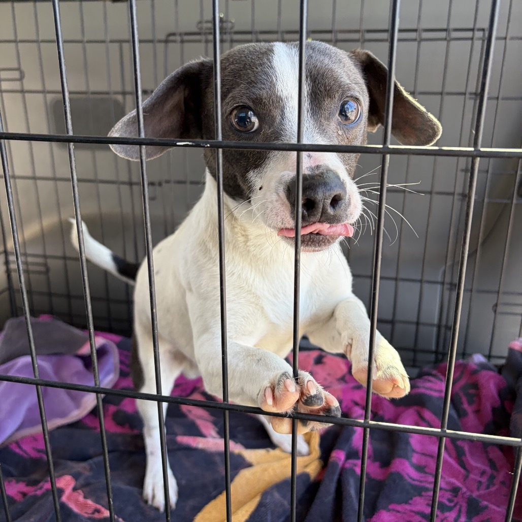 Stewart Little is available for adoption at Del Mar Dog Rescue