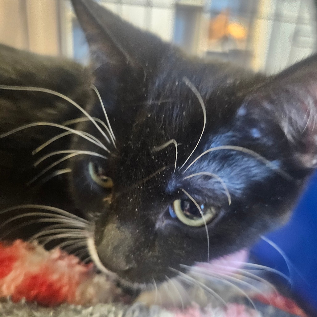 MAGPIE - Domestic Shorthair available for adoption