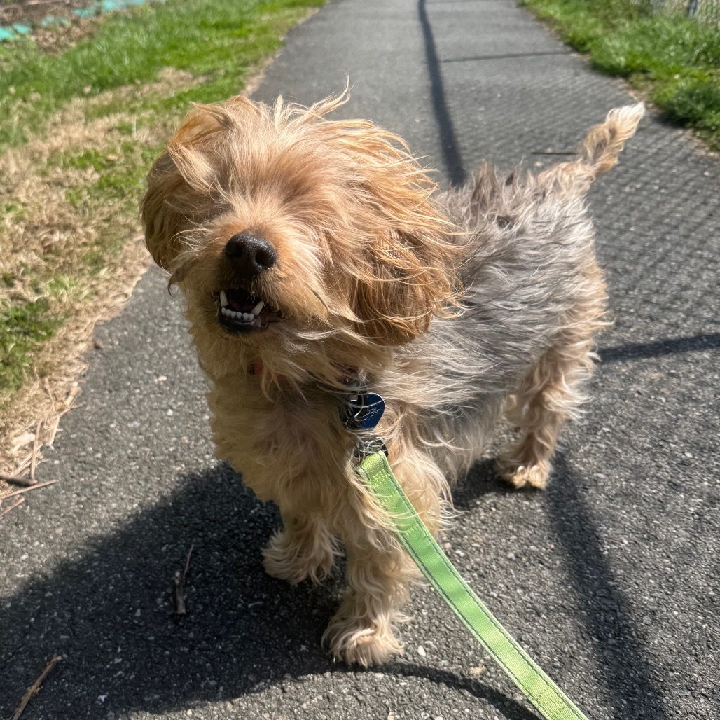 Bear, additional photo