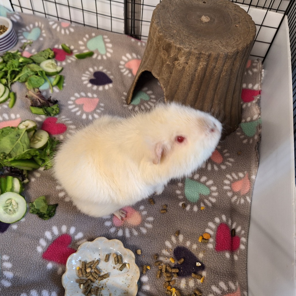 Marshmallow, photo 4