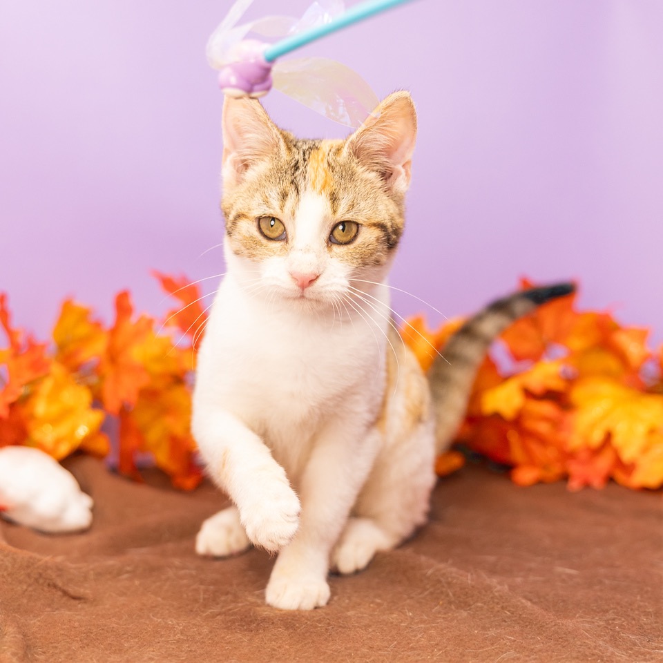 Cocoa Bean — thumbnail 3