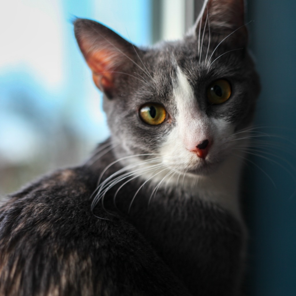 Domino, photo 4