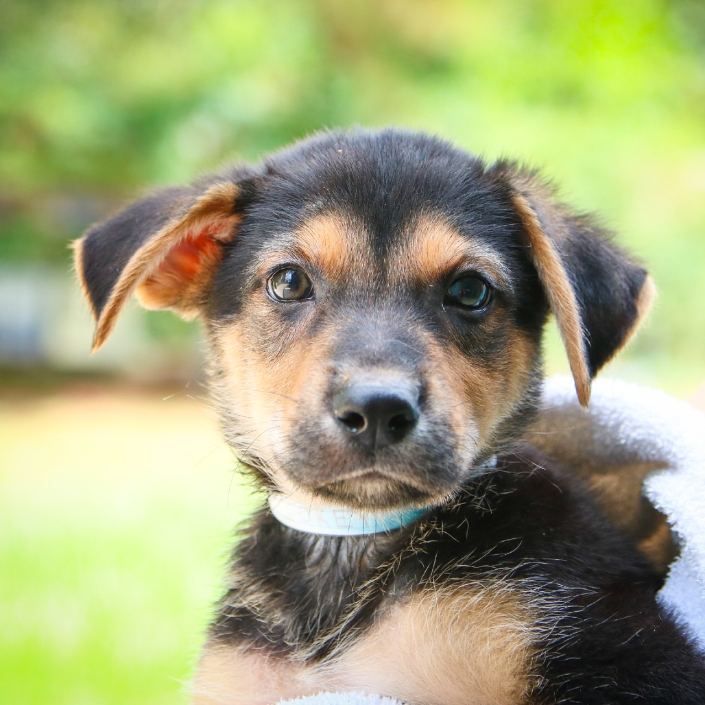 MICKEY - Hound / Mix for adoption in Hattiesburg