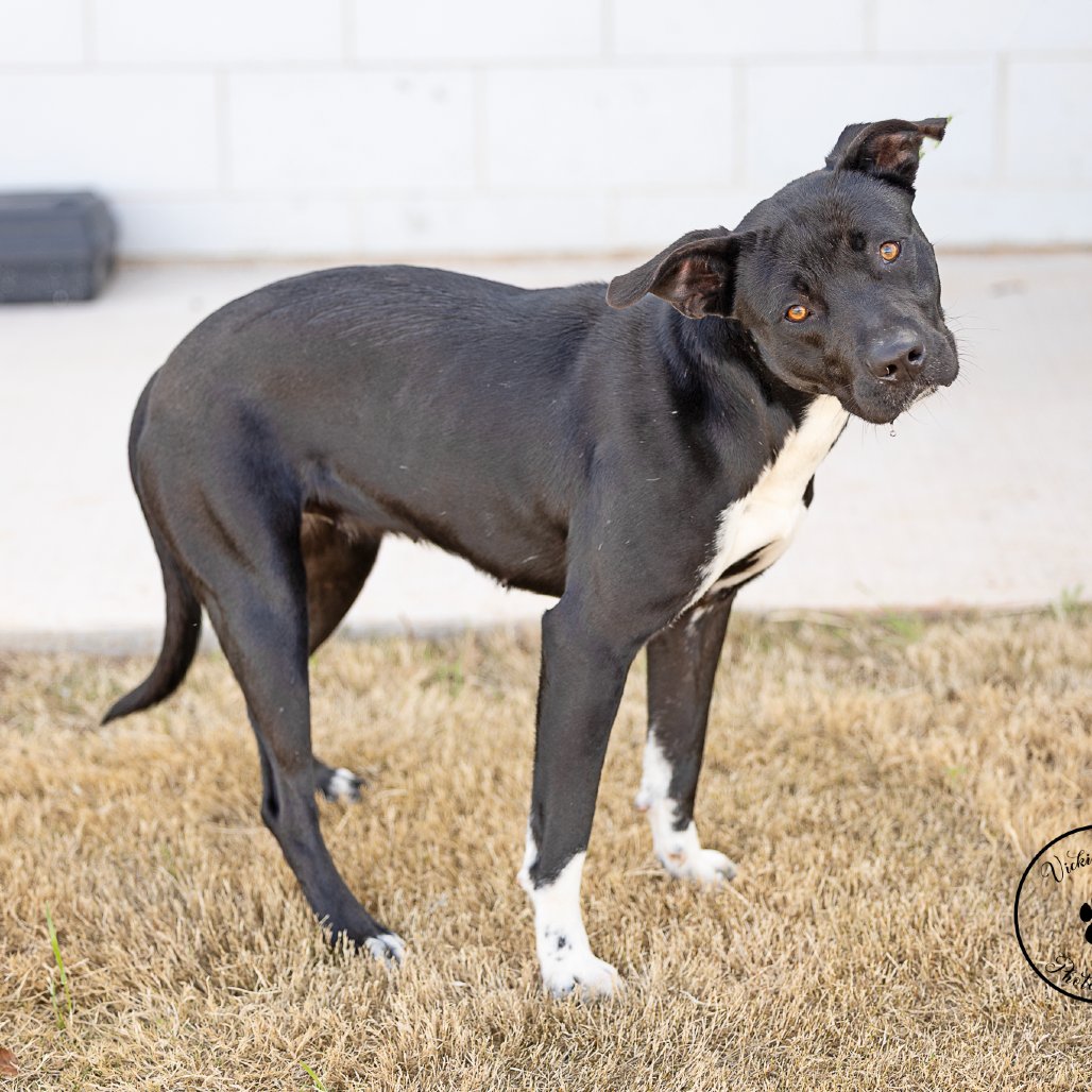 Lola is available for adoption at All Kind Animal Initiative