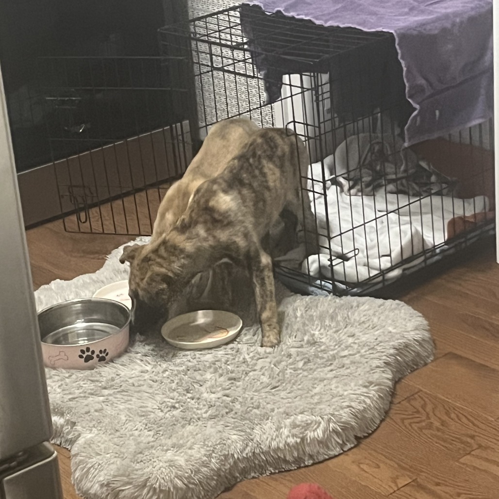 Mickey — thumbnail 4