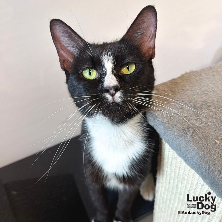 RANAELLA - Domestic Shorthair available for adoption