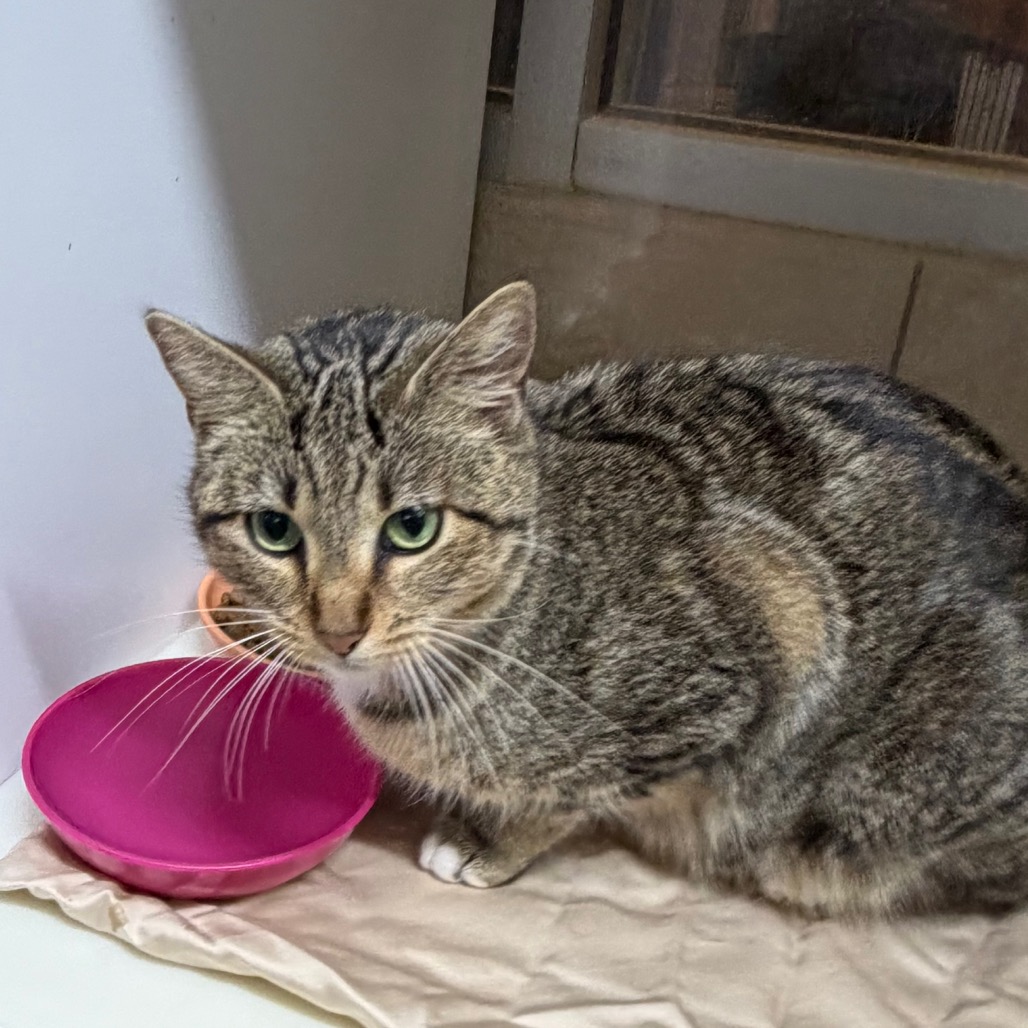 Fasa — thumbnail 8