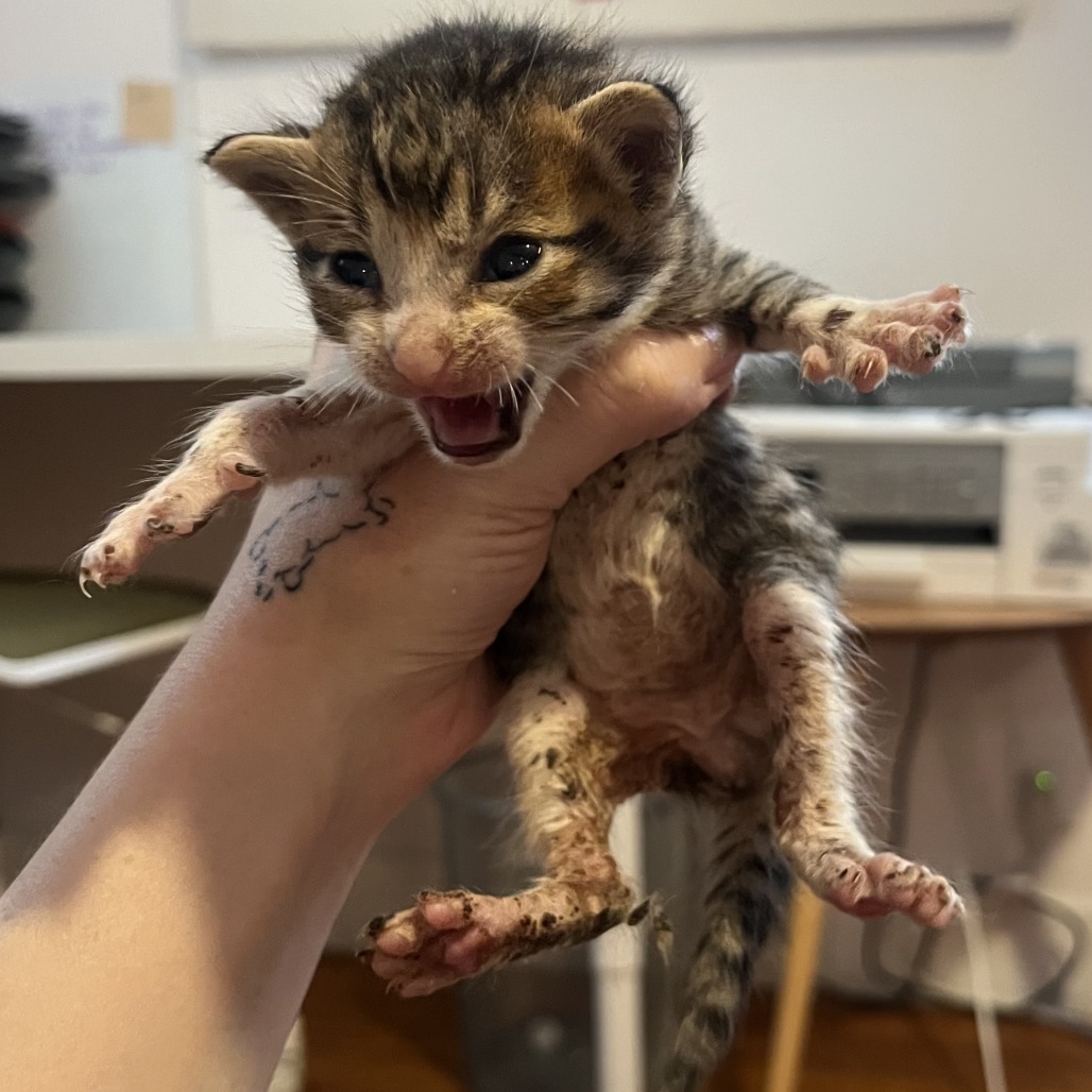 CERBERUS - Domestic Shorthair available for adoption