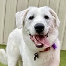 NY Lucy (Foster in Crompond)