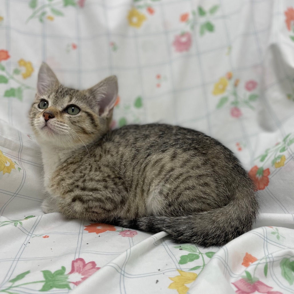 Chrissy — thumbnail 3