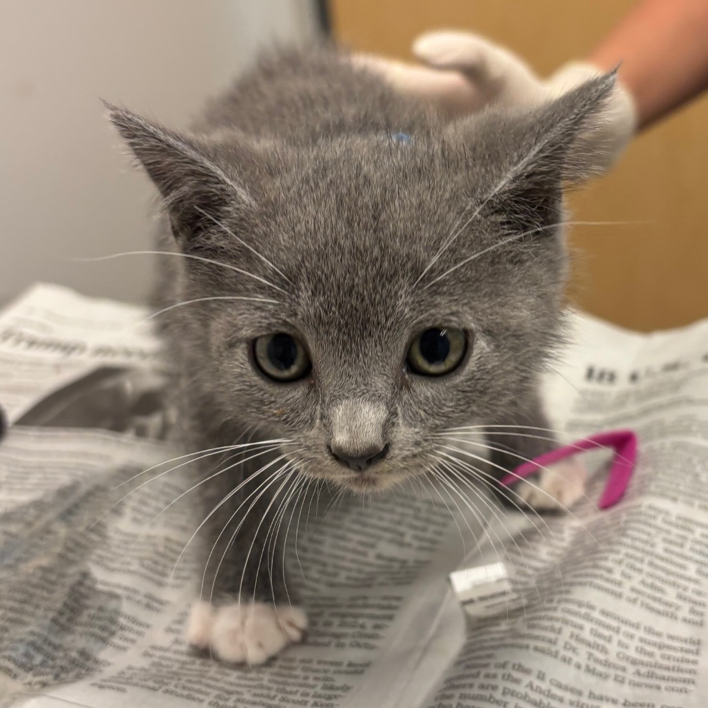TIMING CHAIN - Domestic Medium Hair available for adoption