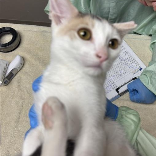 ETHEL - Domestic Shorthair available for adoption