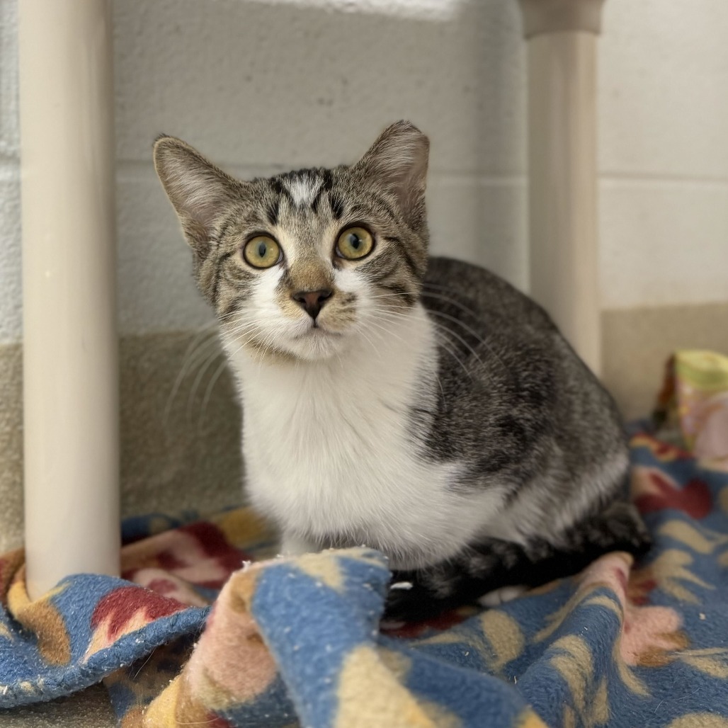 SCAR - Domestic Shorthair available for adoption