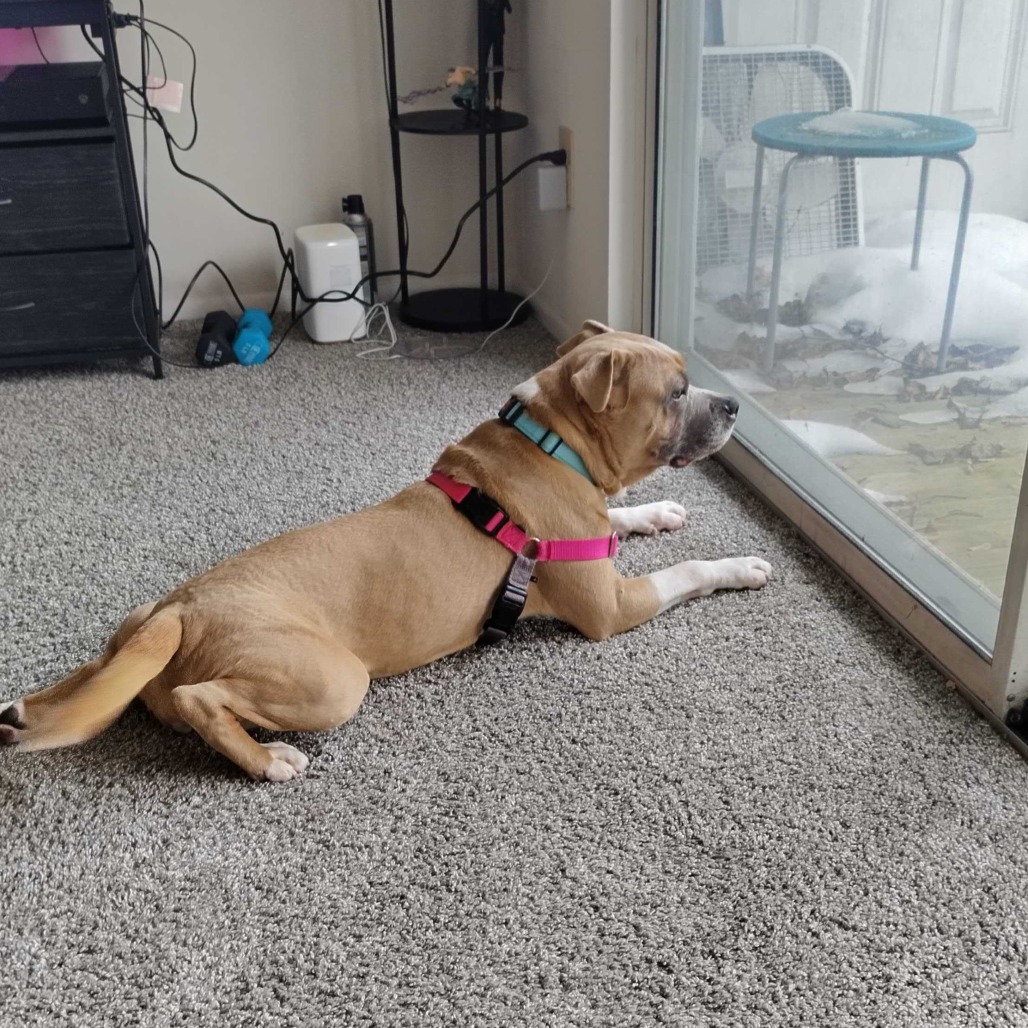 Sugar Cookie, additional photo