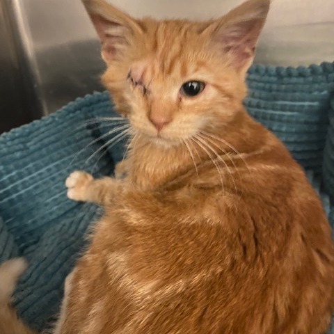 Dorito — thumbnail 2