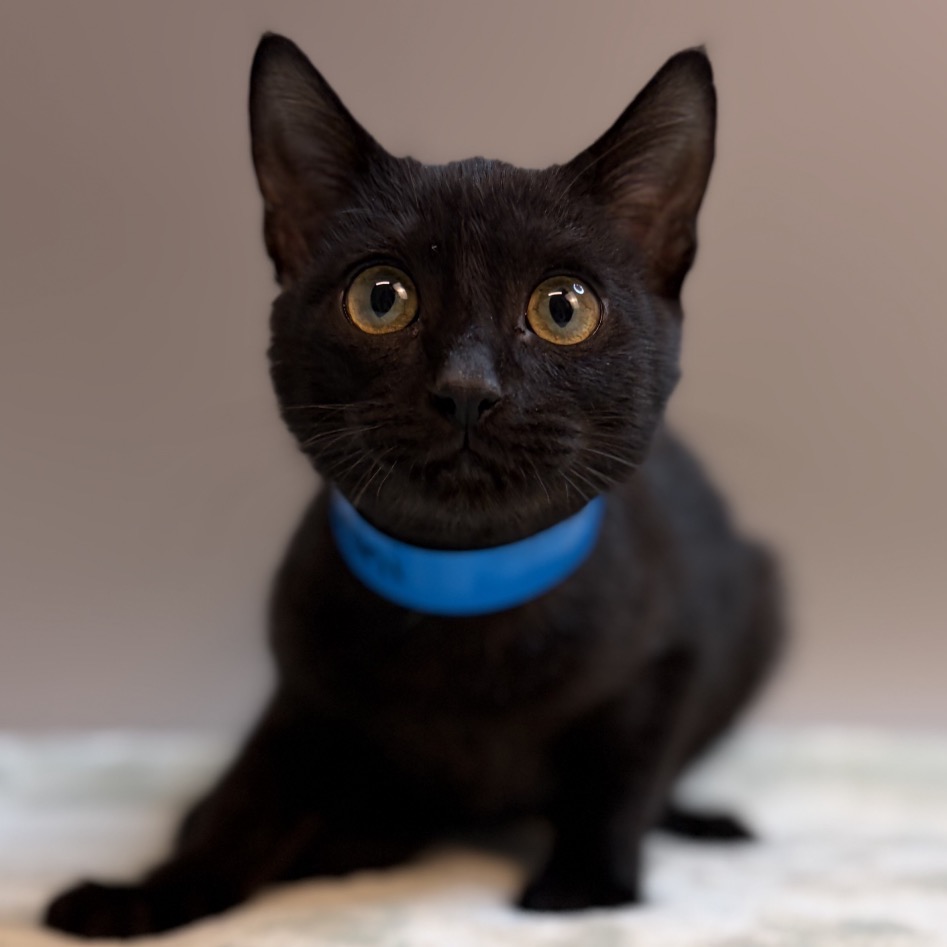 SUSHI - Domestic Shorthair / Mix available for adoption