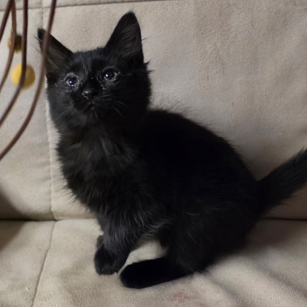 Photo of BERLIOZ