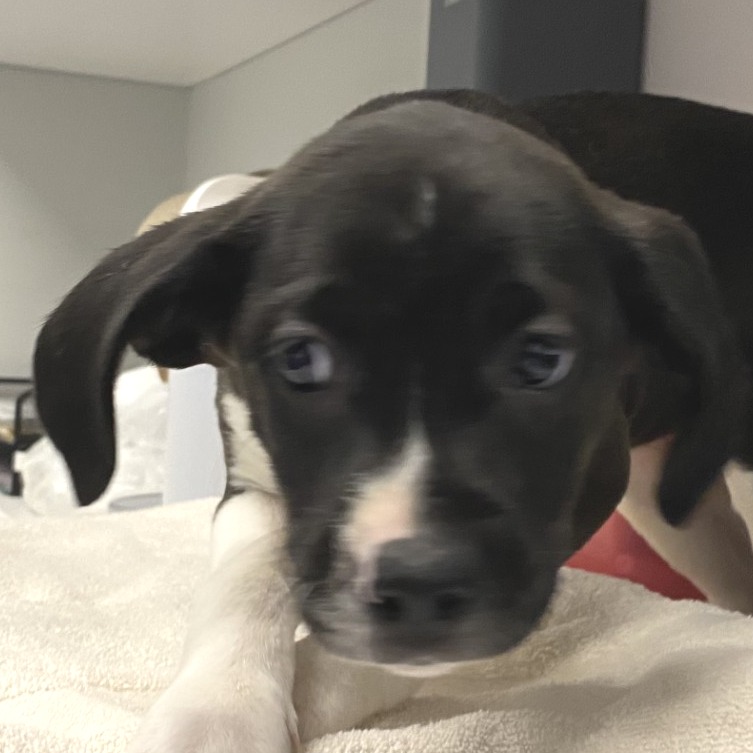 Honeysuckle — thumbnail 2