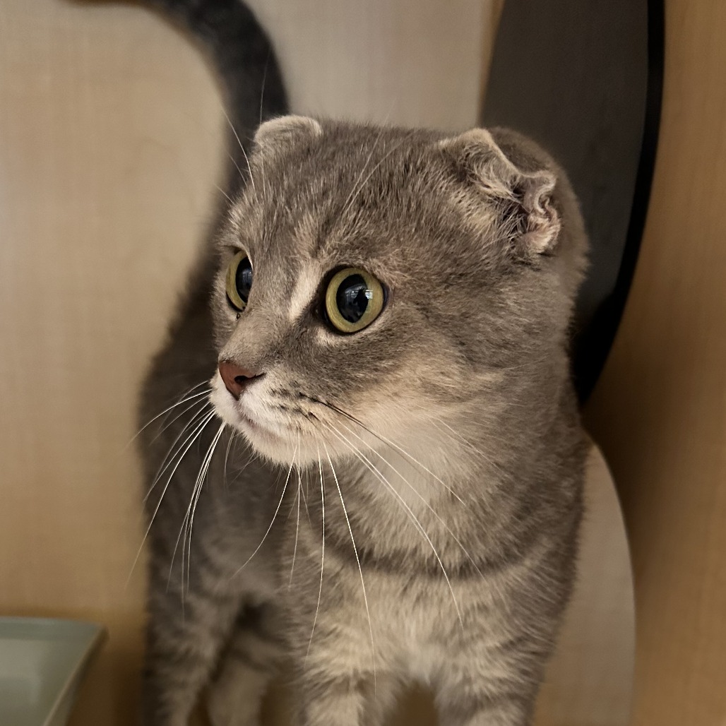 CRESCENT ROLL - Scottish Fold / Domestic Shorthair available for adoption