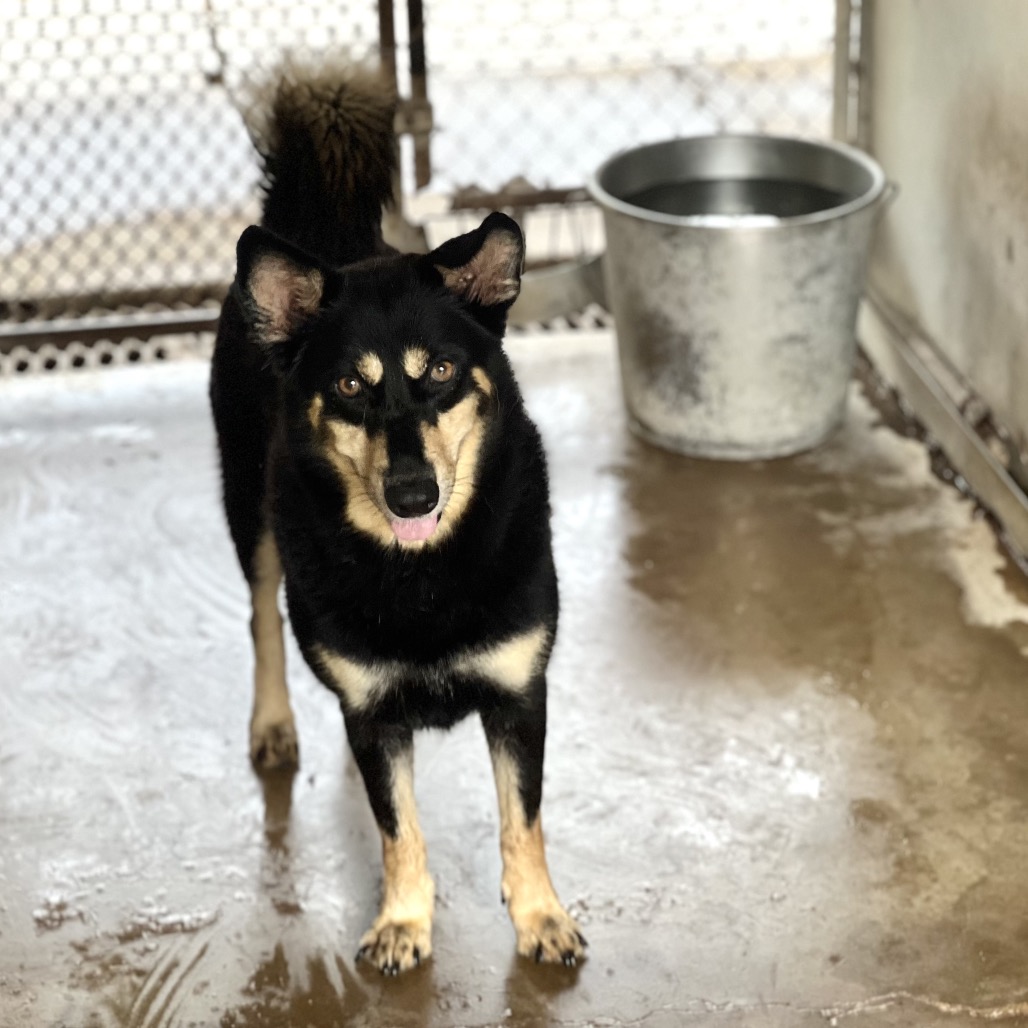 KALILAH - Shepherd available for adoption