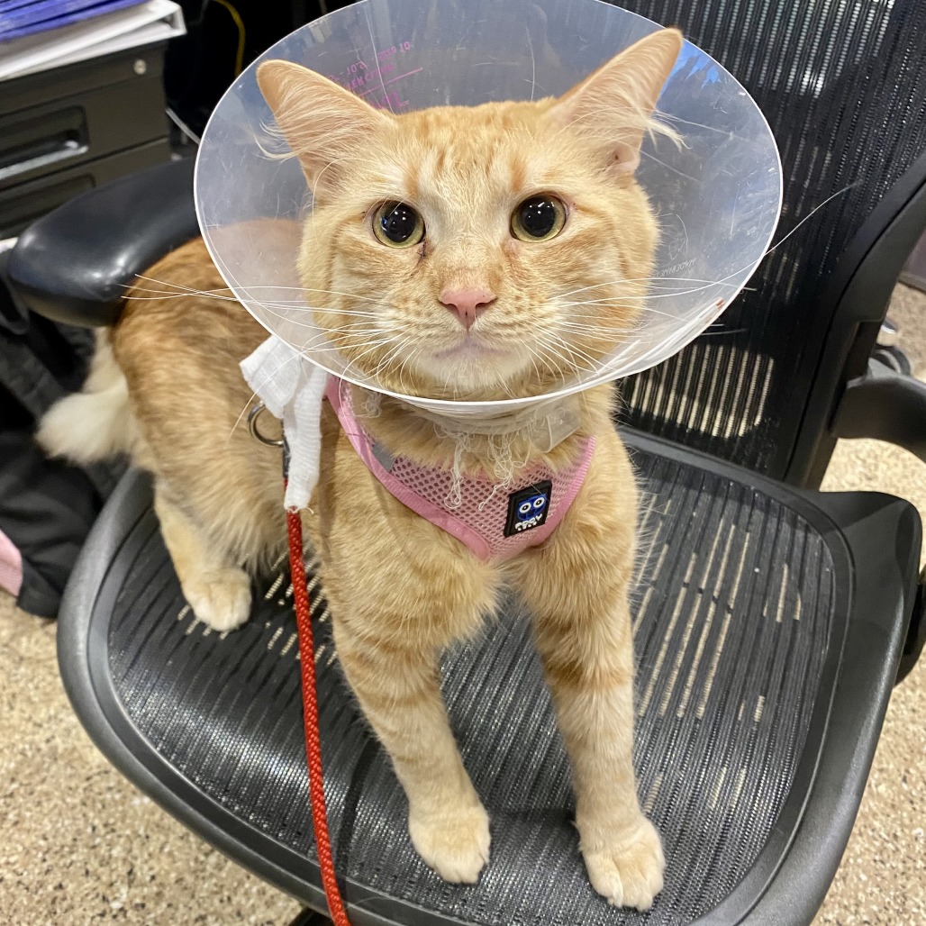 Felix: Male 49 Domestic Medium Hair