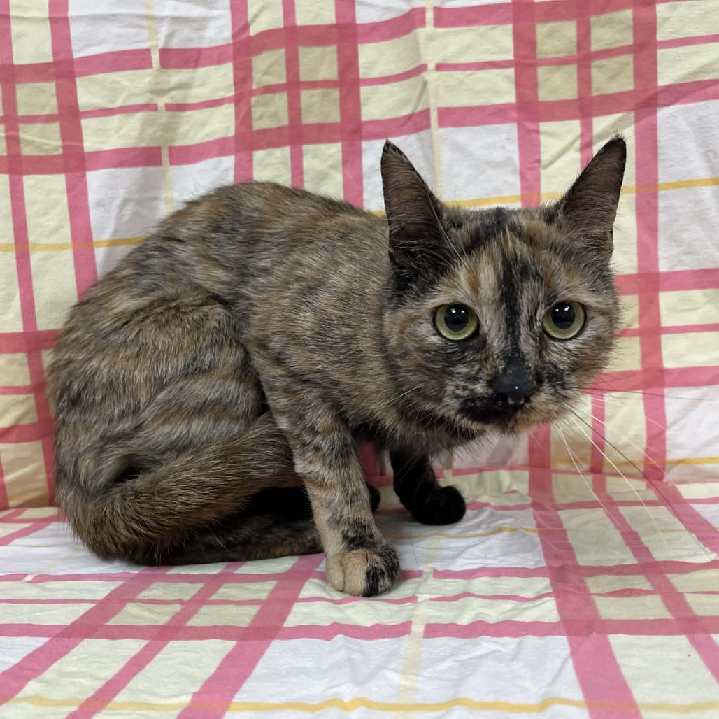 Babka — thumbnail 3