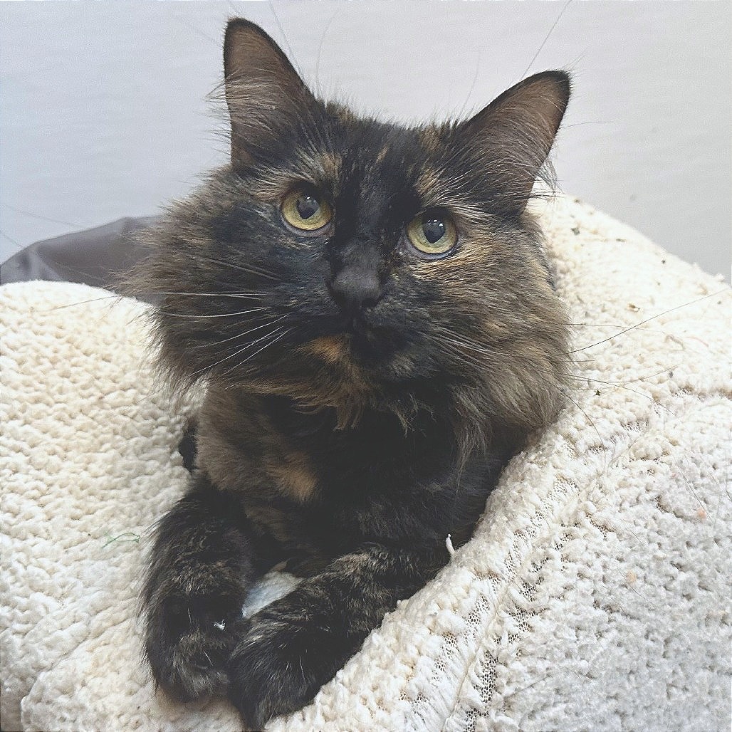 CLEO - Domestic Longhair available for adoption