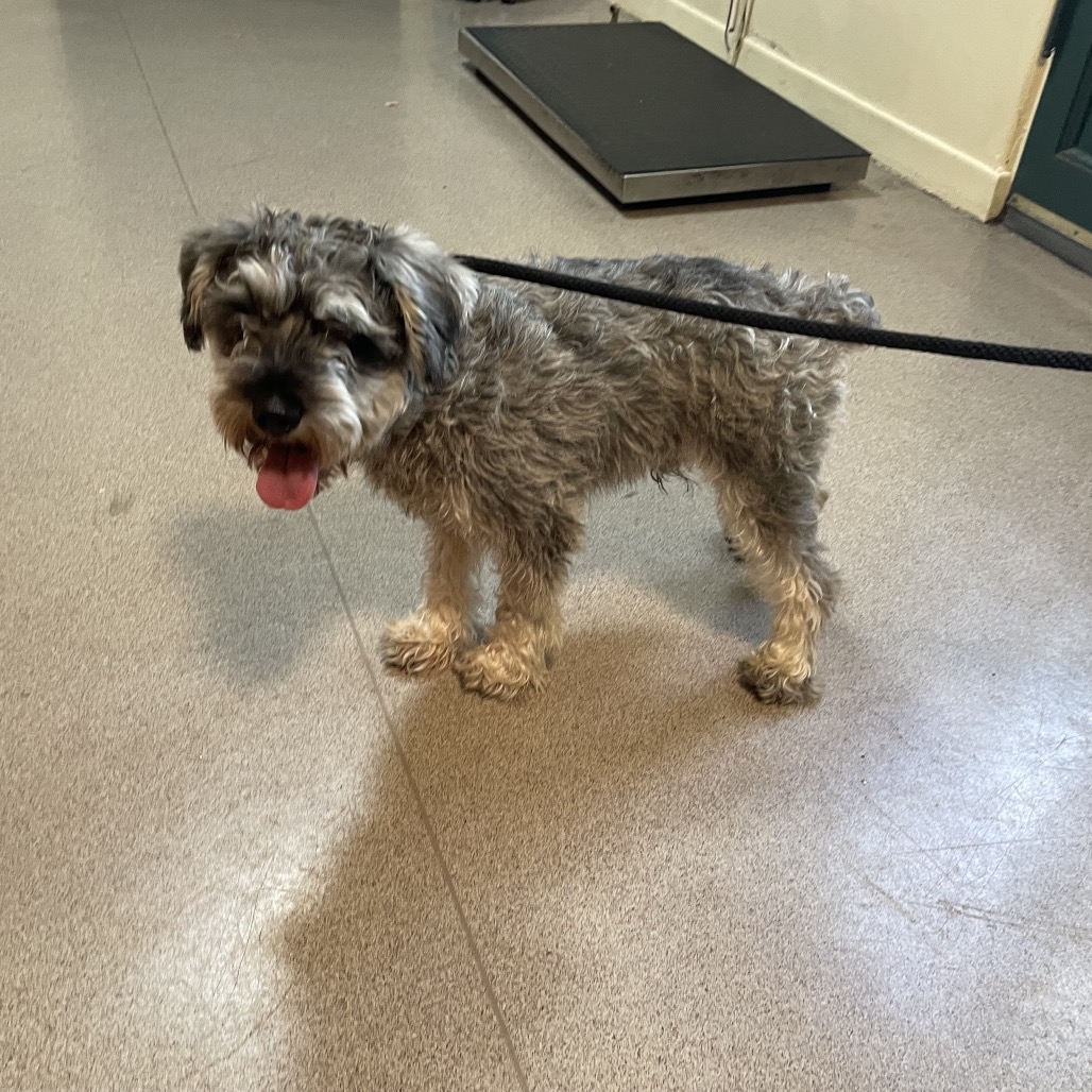 Schnauzer