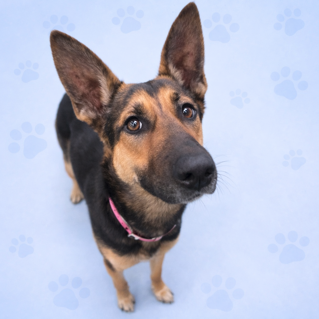 SUNSTORM — thumbnail 11