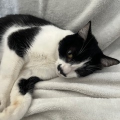 Soba, photo 4