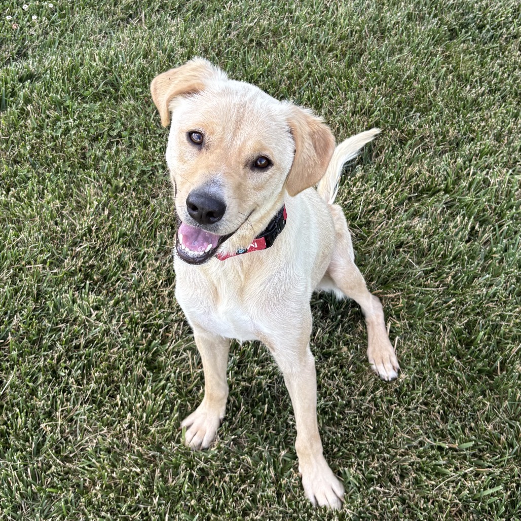 KAYLA - Retriever, Yellow Labrador / Mixed Breed (Medium) available for adoption