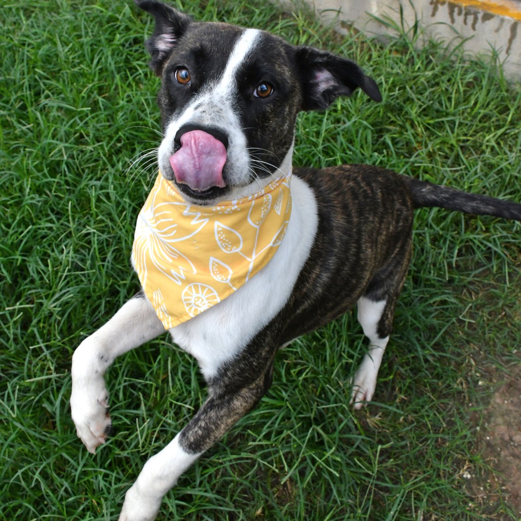 PALMER - Mountain Cur available for adoption