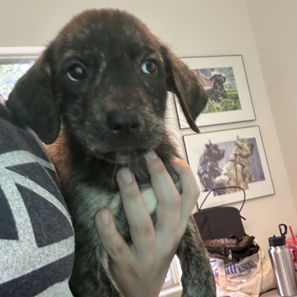 OAK - Hound available for adoption