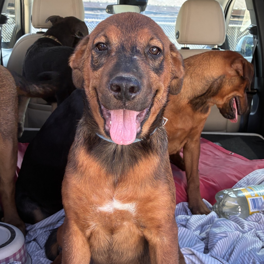 CHASE - Shepherd available for adoption