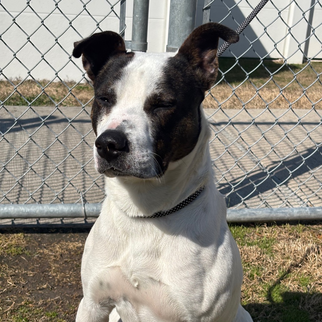 SPOT - Mixed Breed (Medium) / Mixed Breed (Medium) available for adoption