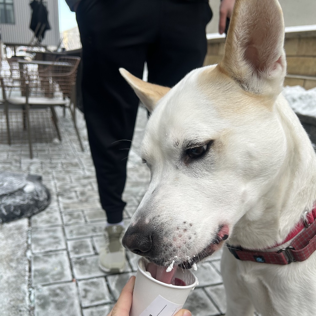 Ozzie — thumbnail 3