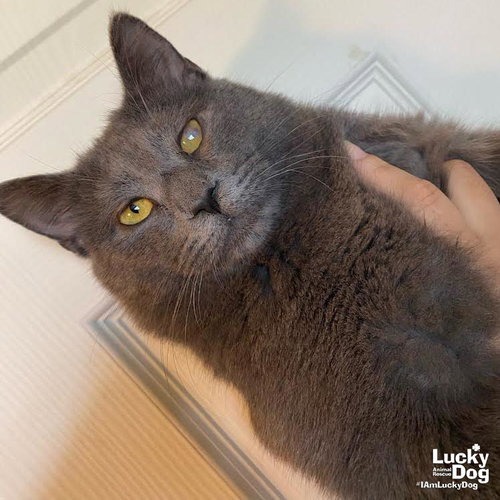 PESTO - Domestic Shorthair available for adoption