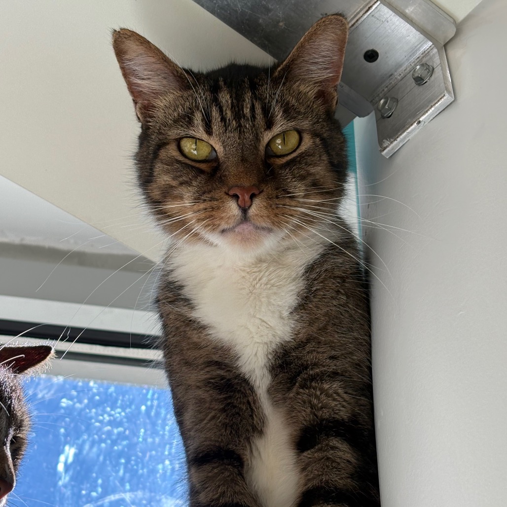 BLAKE - Domestic Shorthair available for adoption