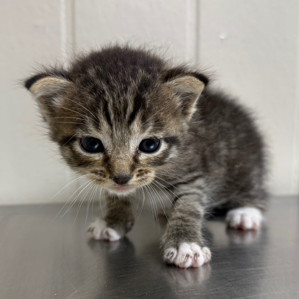 Tusc Stray 82252