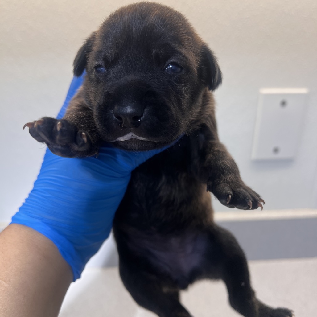 BROWNIE (ROCIO) - Shepherd available for adoption
