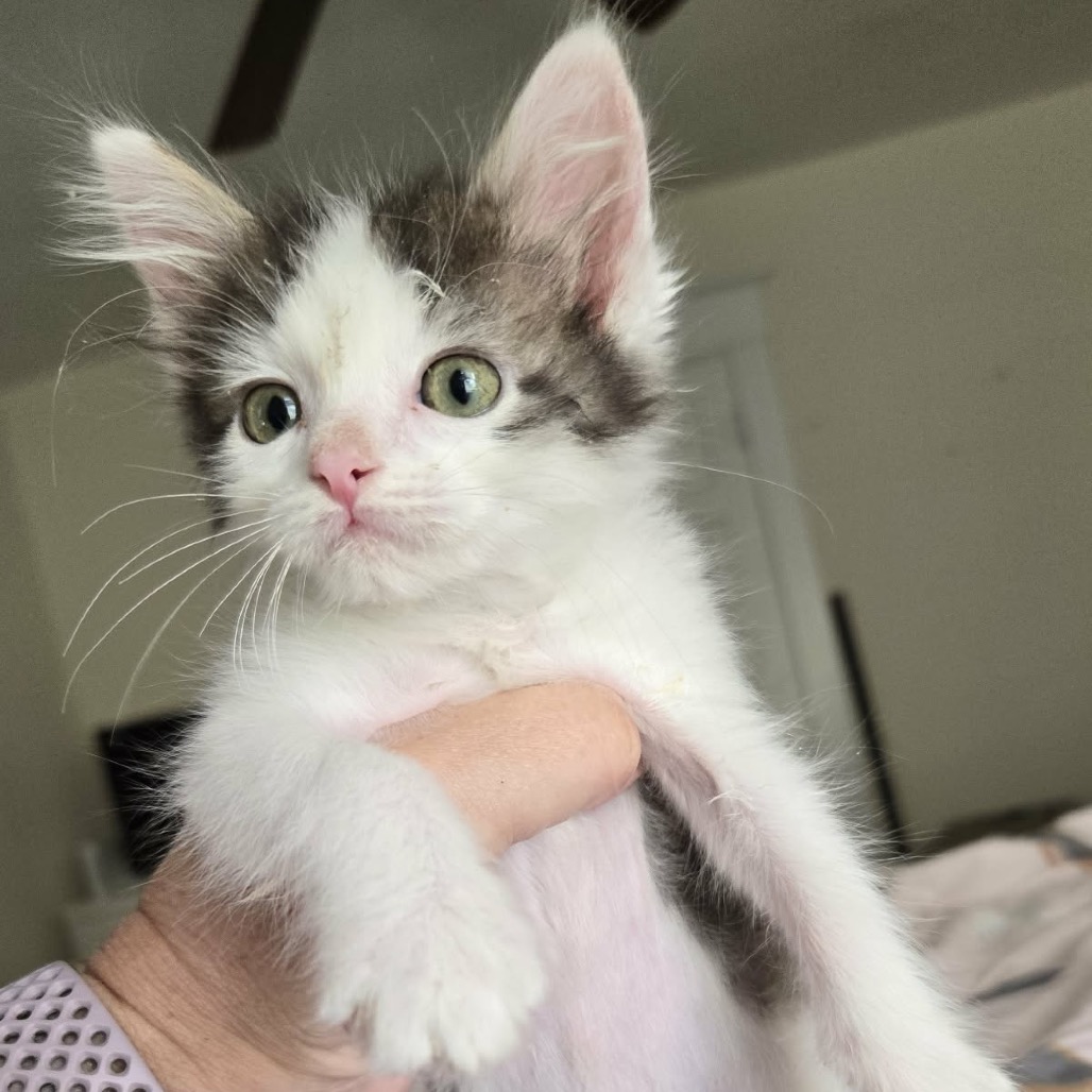 Milo